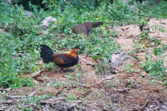 Gallus gallus gallus