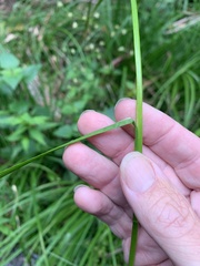 Juncus prismatocarpus