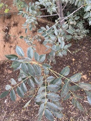 Sclerocarya birrea caffra