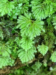 Hypnodendron