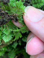 Hypnodendron
