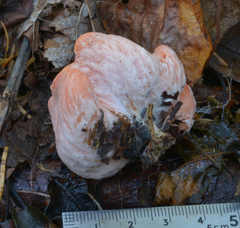 Sarcoscypha coccinea