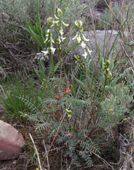 Astragalus atropubescens