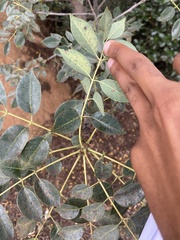 Sclerocarya birrea caffra