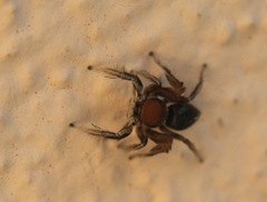 Habronattus forticulus