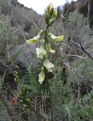 Astragalus atropubescens