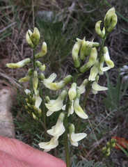 Astragalus atropubescens