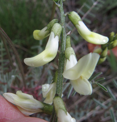 Astragalus atropubescens