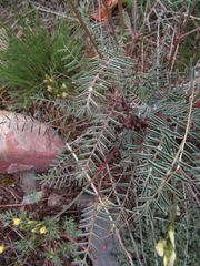 Astragalus atropubescens