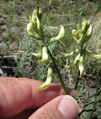 Astragalus atropubescens