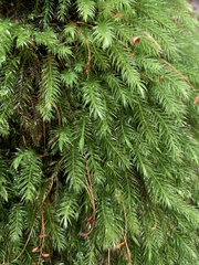 Pyrrhobryum spiniforme