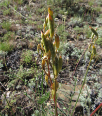 Astragalus atropubescens