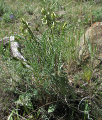 Astragalus atropubescens