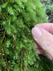 Pyrrhobryum spiniforme