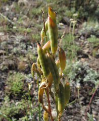 Astragalus atropubescens