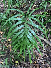 Pteris umbrosa