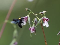 Xylocopa aestuans