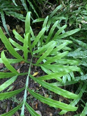 Pteris umbrosa