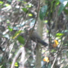 Pomatorhinus musicus