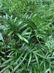 Pteris umbrosa