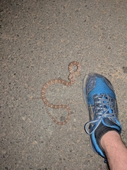 Trimorphodon lyrophanes