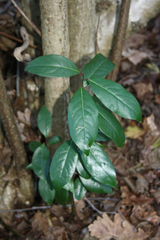 Laurus nobilis