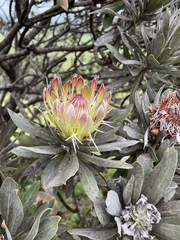 Protea roupelliae image