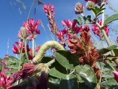 Lycia florentina