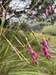 Dierama pictum