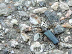 Phymatodes testaceus