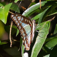 Graphium eurypylus