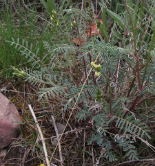 Astragalus atropubescens