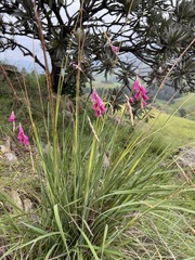 Dierama pictum