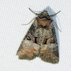 Mesoligia literosa