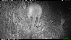 Macropodidae