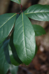 Laurus nobilis