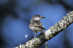 Dryoscopus cubla cubla