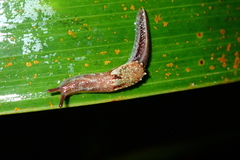 Helicarionoidea