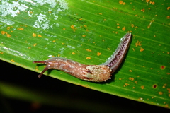 Helicarionoidea