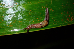 Helicarionoidea