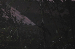 Dendrocitta cinerascens