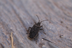 Hypselonotini