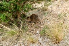 Setonix brachyurus