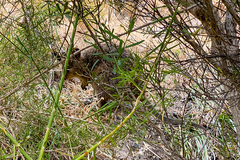 Setonix brachyurus