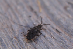 Hypselonotini