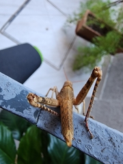 Coryacris angustipennis