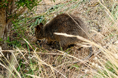 Setonix brachyurus