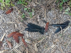 Centropus sinensis intermedius