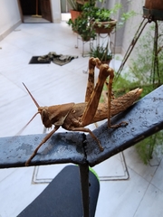 Coryacris angustipennis