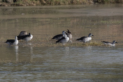 Sarkidiornis melanotos
